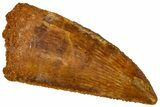 Serrated, Raptor Premaxillary Tooth - Real Dinosaur Tooth #360980-1